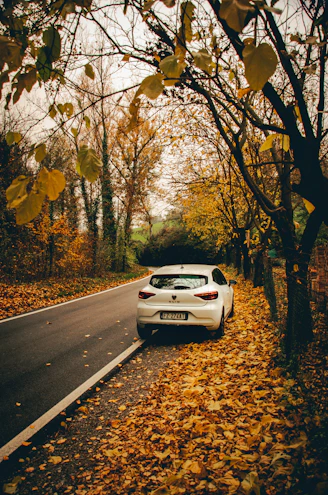 white porsche 911 on road between trees during daytime