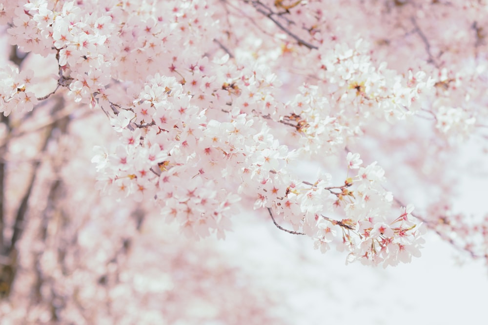 pink and white flower petals