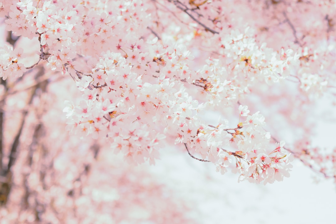 Hanami Festival 2014
