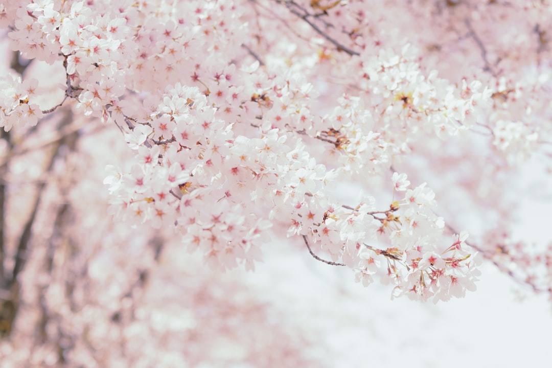 pink and white flower petals,