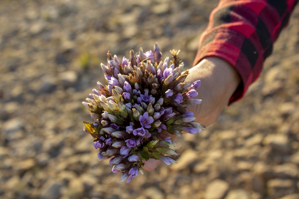 person holding purple flower during daytime