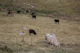 Natural outdoor scene showing farm animals grazing in a green pasture.