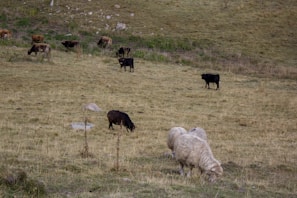 A pastoral scene with sheep and cows grazing on an open grassland. The terrain is slightly undulating with patches of bare ground and scattered rocks. The animals appear calm and dispersed across the field.