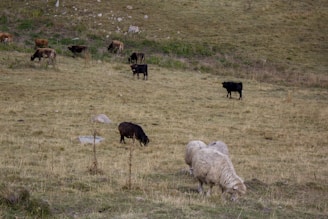 A pastoral scene with sheep and cows grazing on an open grassland. The terrain is slightly undulating with patches of bare ground and scattered rocks. The animals appear calm and dispersed across the field.