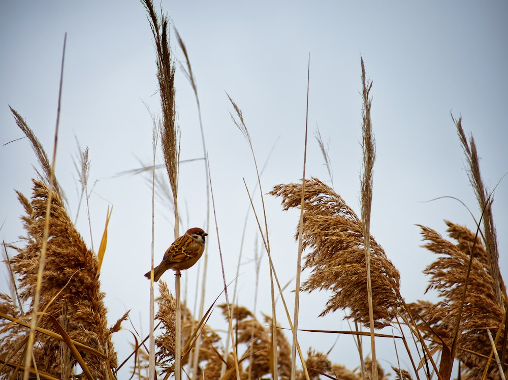 brown bird on brown wheat during daytime