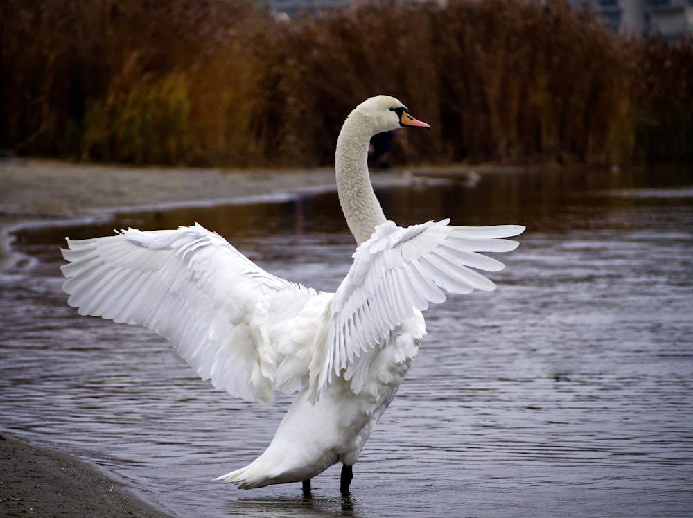 white swan on water during daytime