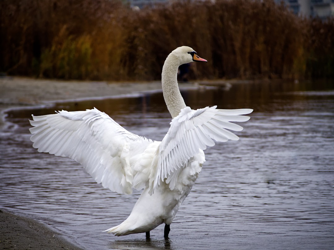 El canto del cisne