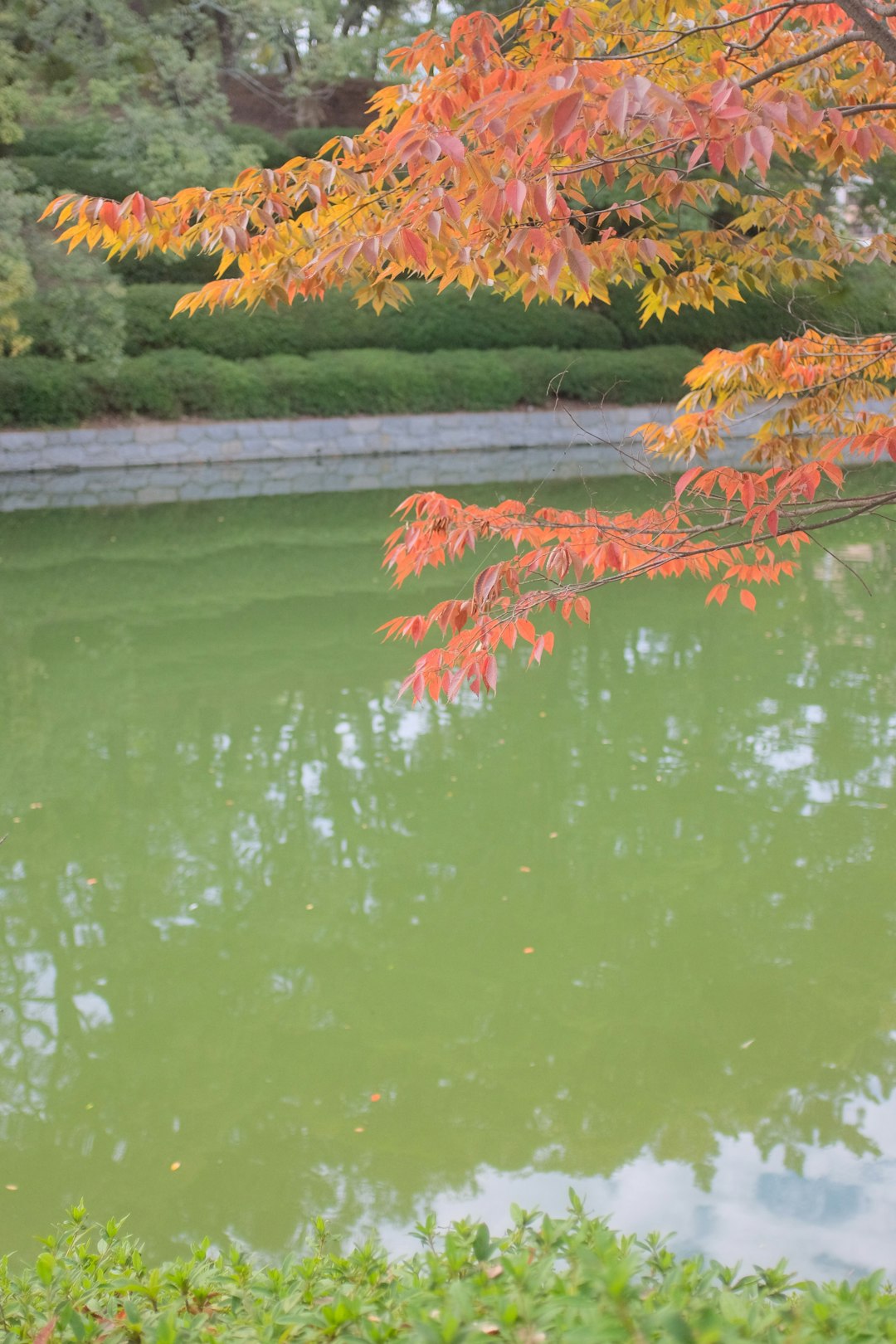 orange leaves on green body of water