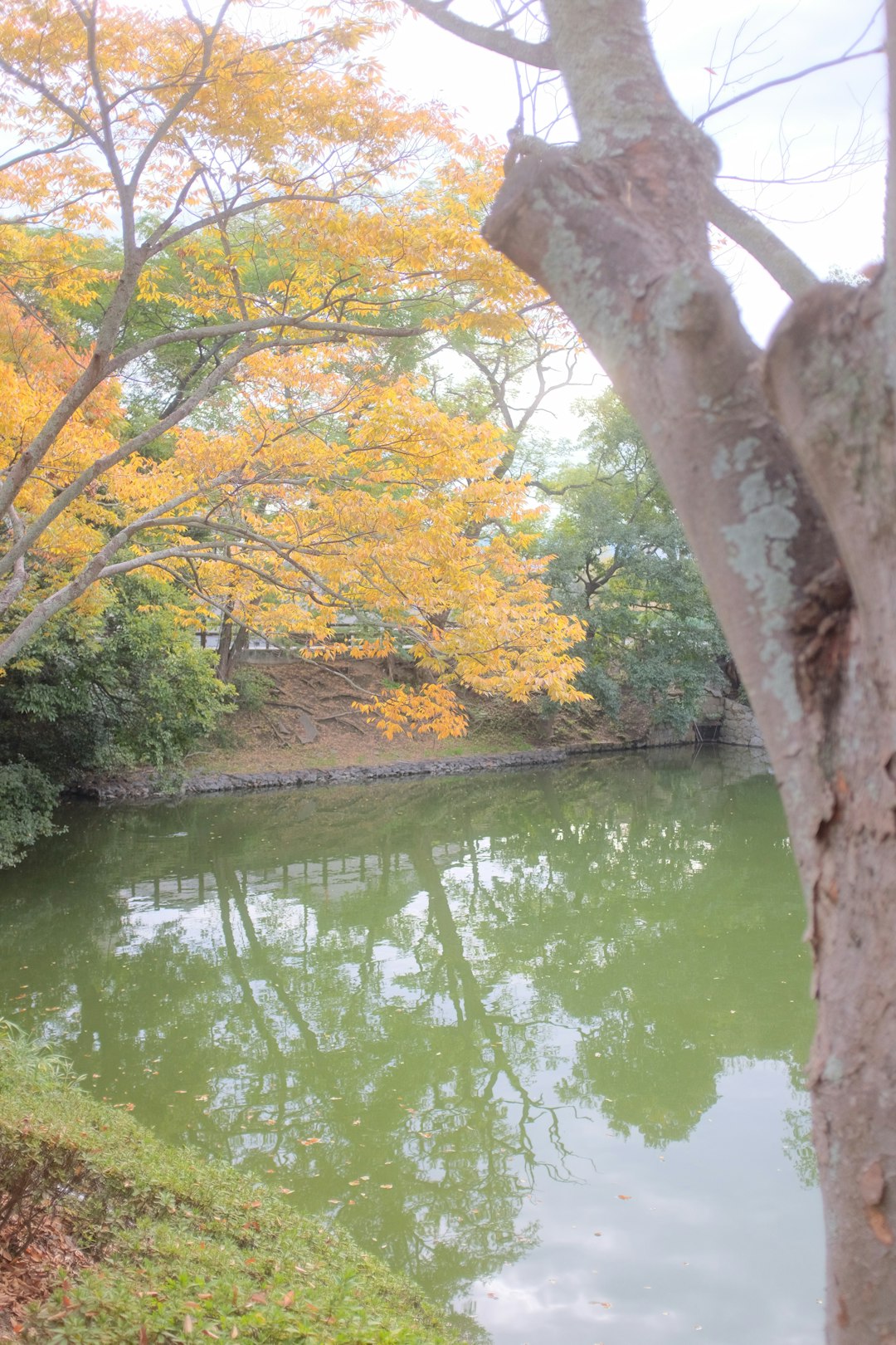 brown tree trunk near river