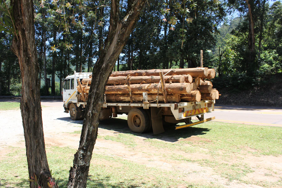 Large tree before removal
