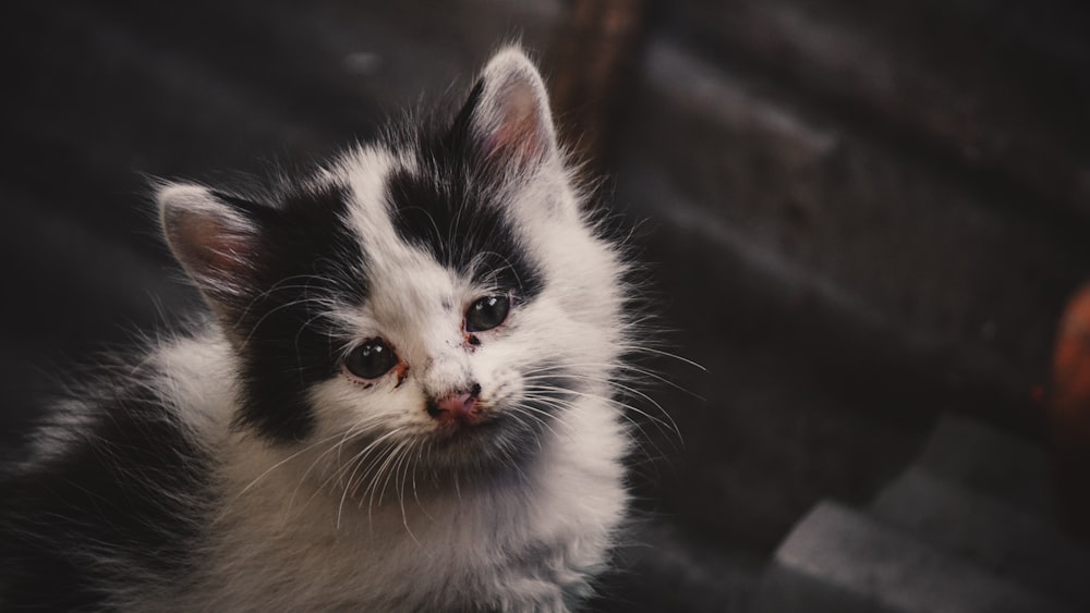 white and black cat on black surface