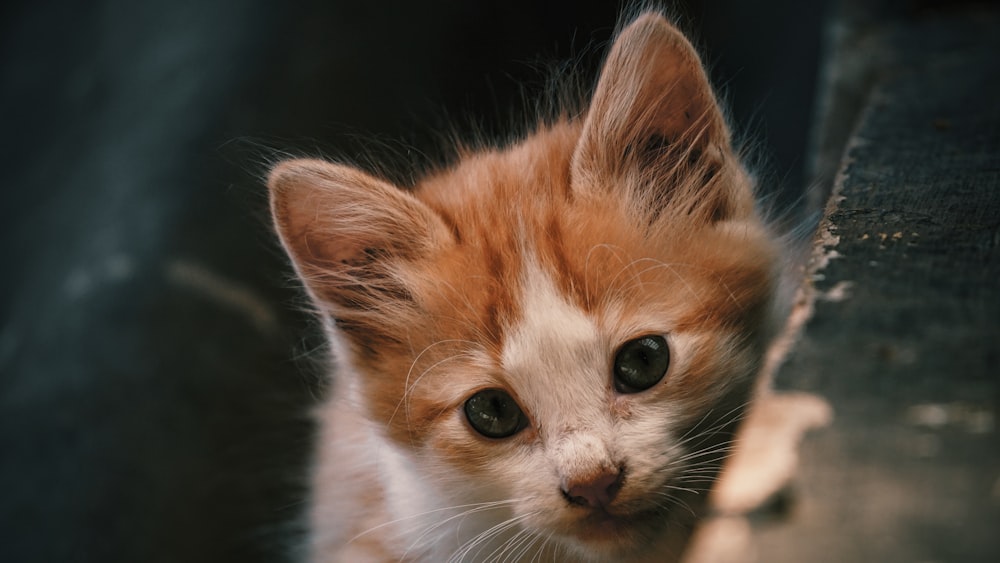 orange and white tabby kitten