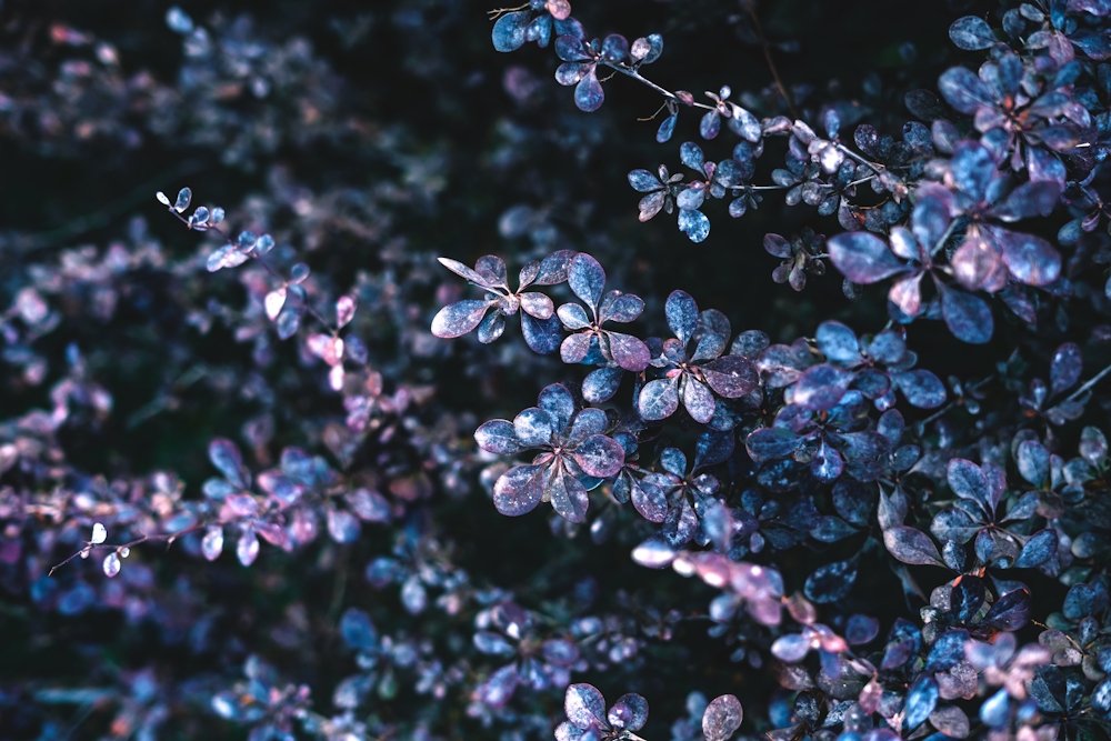 purple flower buds in tilt shift lens