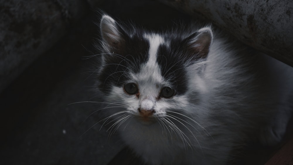 white and black cat on black textile