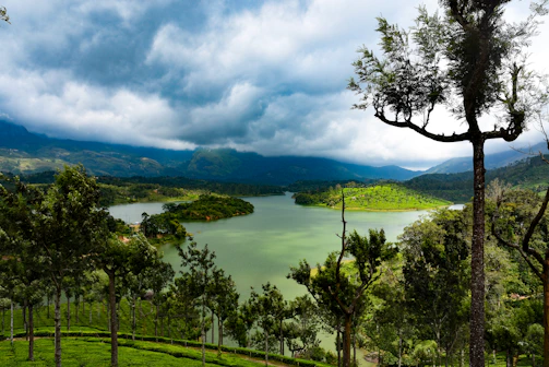 green trees near body of water under cloudy sky during daytime