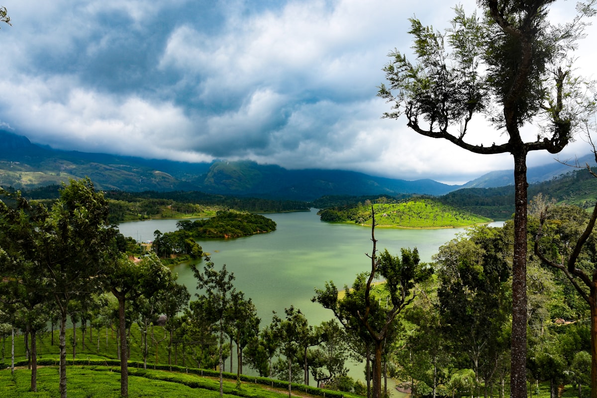 Workers plucking tea leaves on a sloped estate in Munnar surrounded by mist