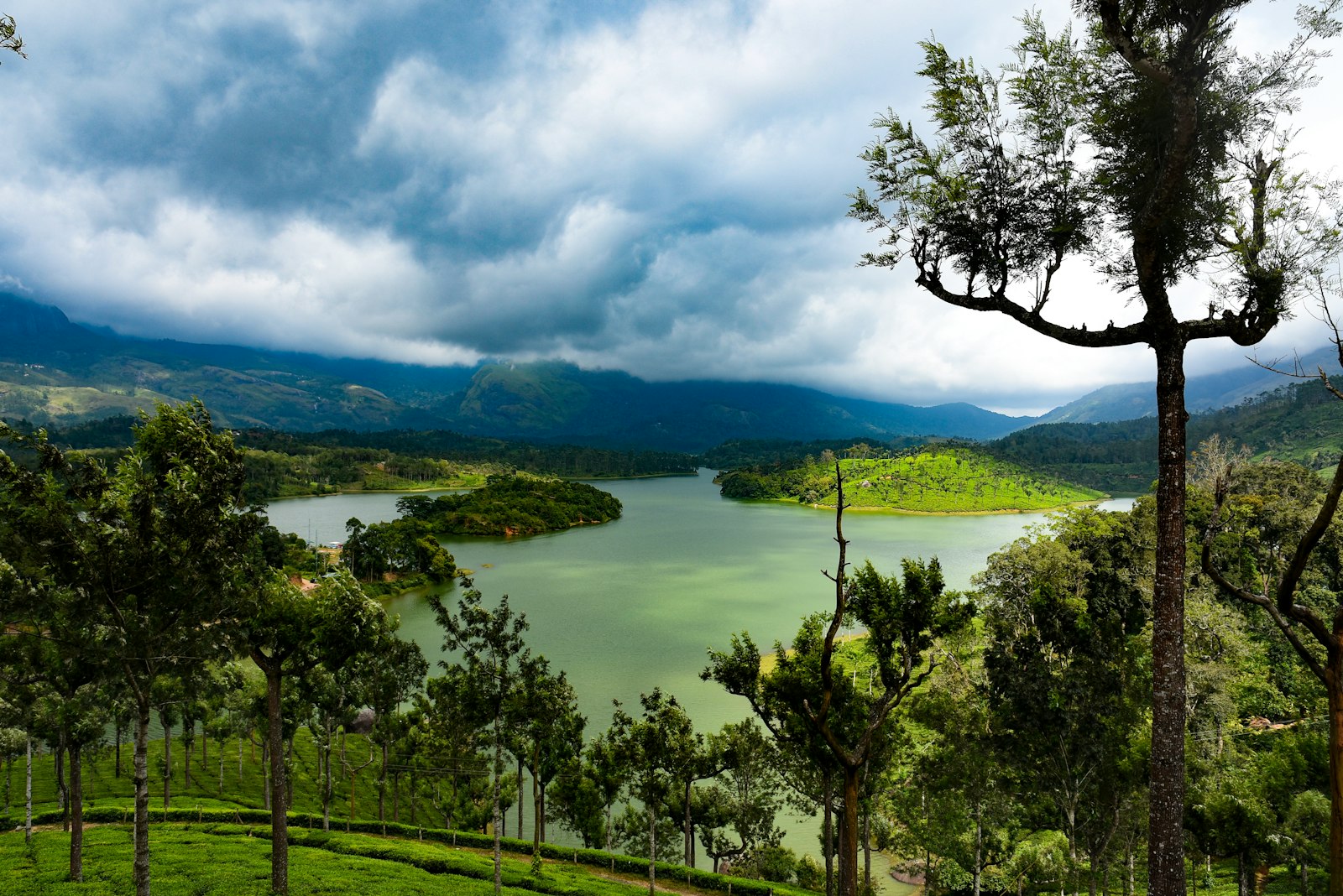 Rolling tea estates of Munnar at dawn with mist hanging over the hills