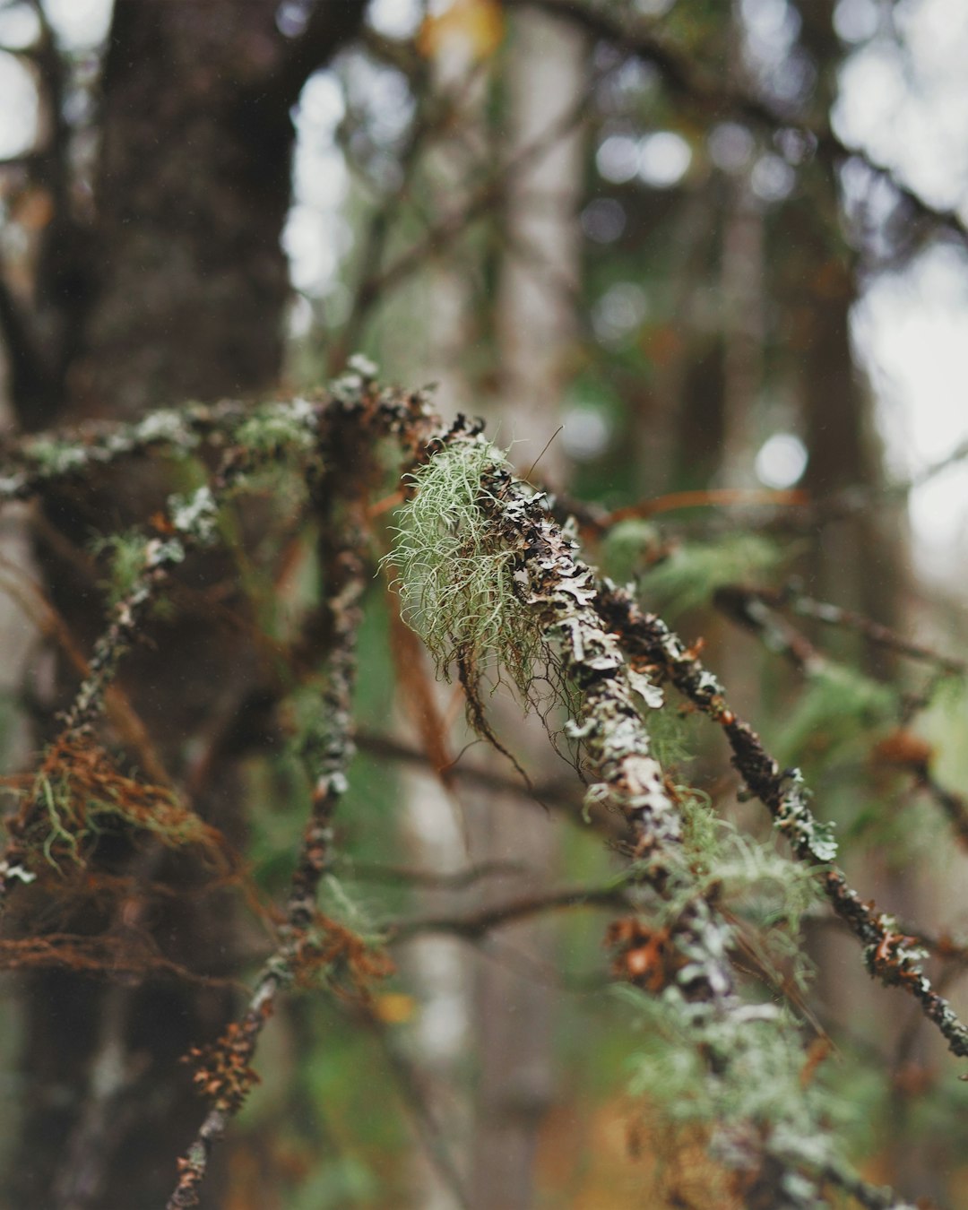 green moss on brown tree branch