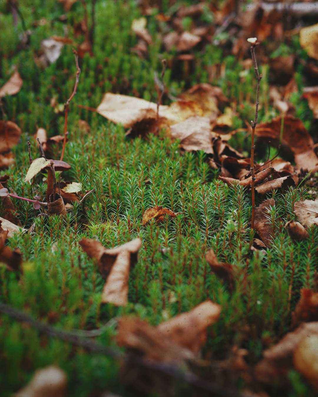 brown dried leaves on green grass