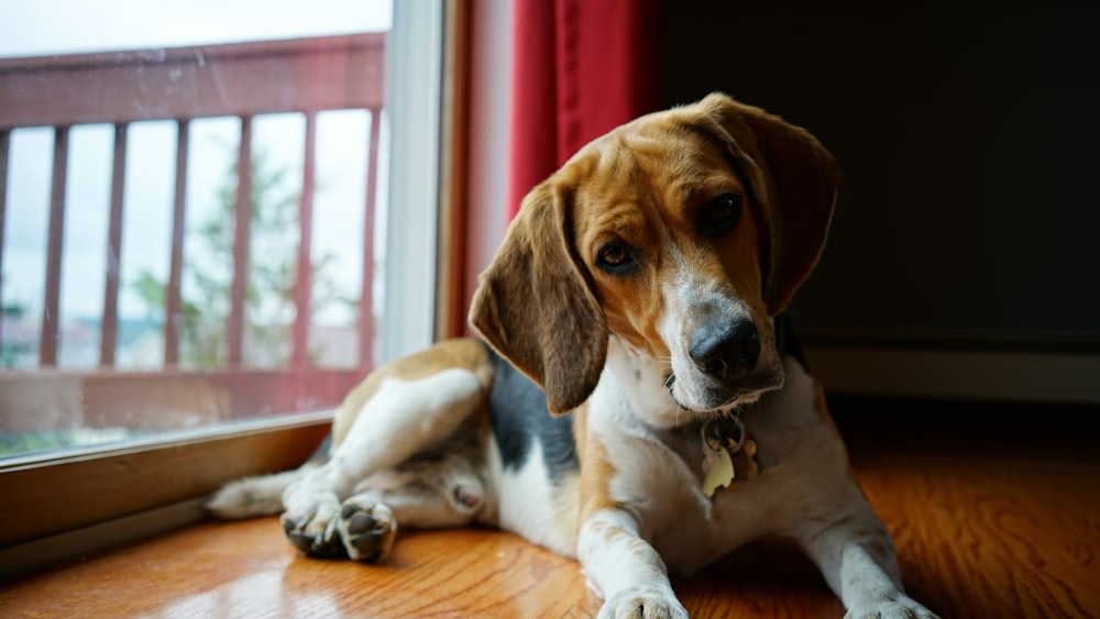 brown white and black short coated dog sitting on brown wooden floor