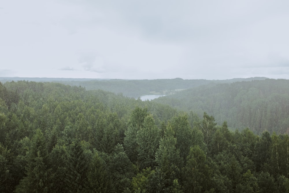 green trees on mountain under white sky during daytime