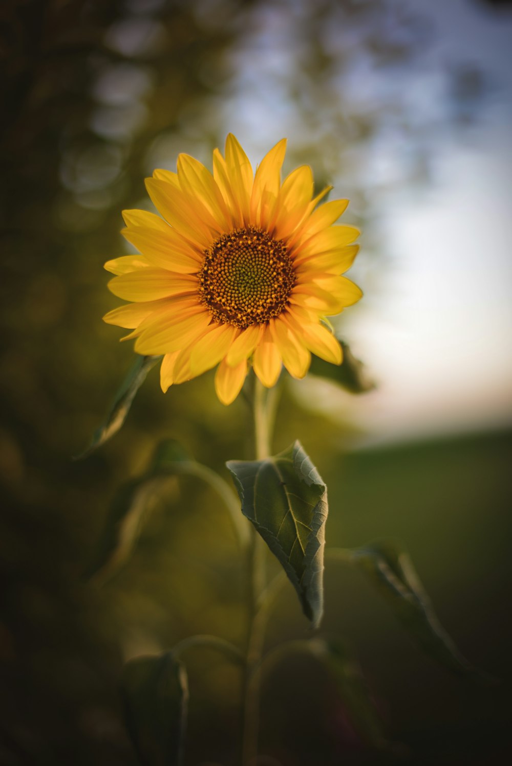 yellow sunflower in tilt shift lens