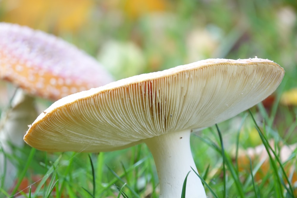 white mushroom on green grass during daytime