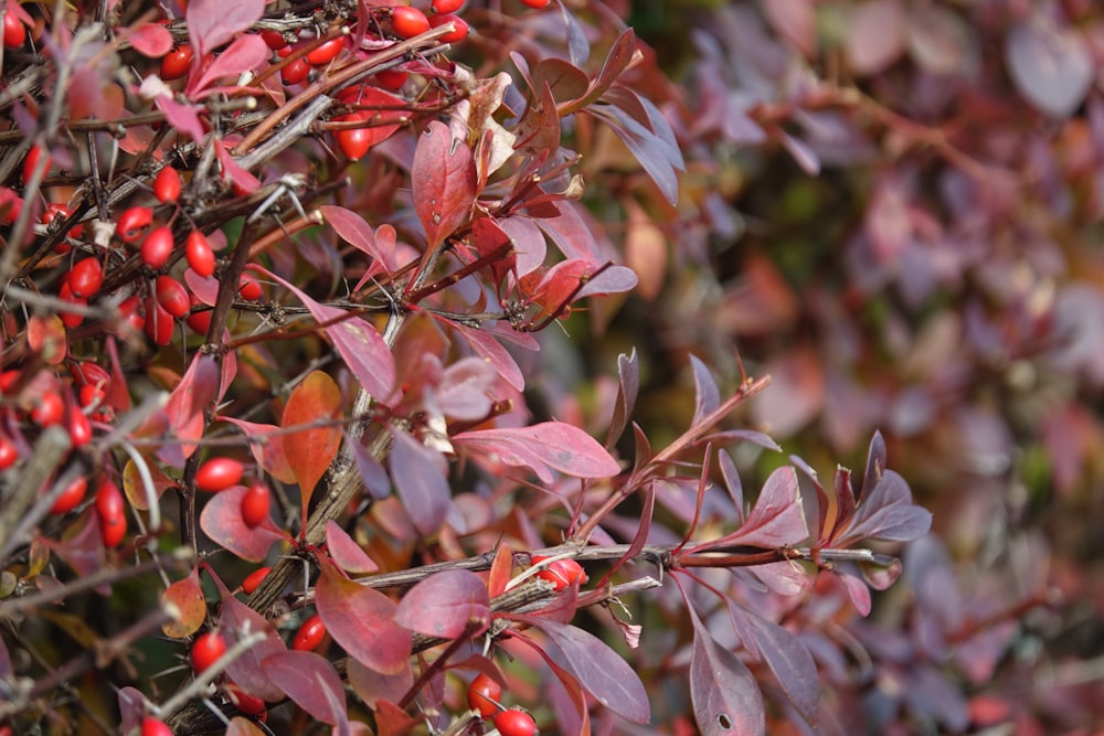 red and green leaves in tilt shift lens