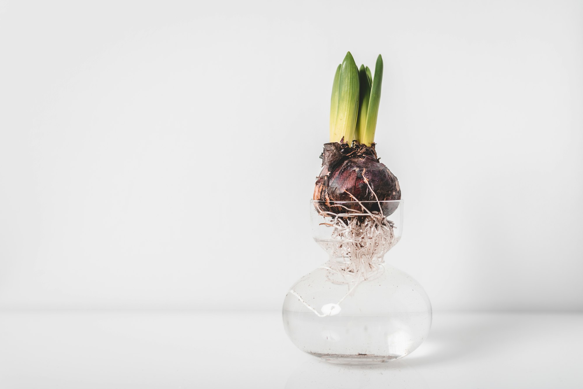 A hyacint in a glass vase with visible roots 