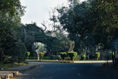 Freshly trimmed trees lining a peaceful street in Umhlanga.
