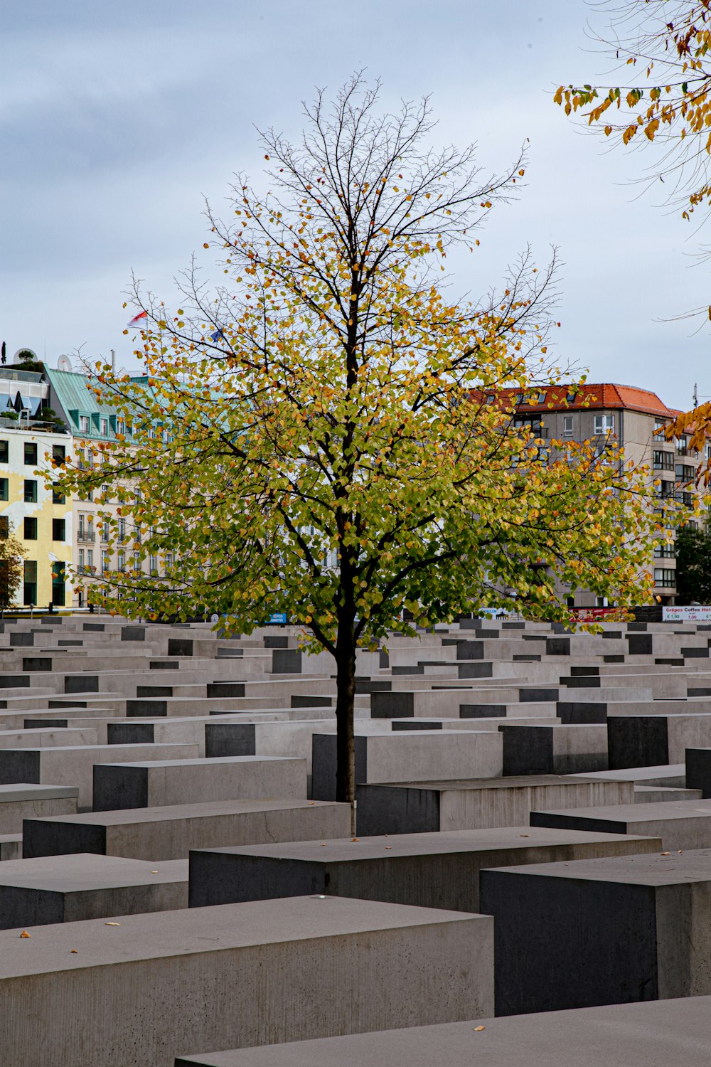 Grüner Baum vor weißem Betongebäude