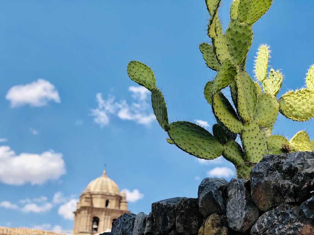 green cactus on gray rock