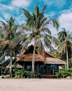 brown wooden house surrounded by palm trees