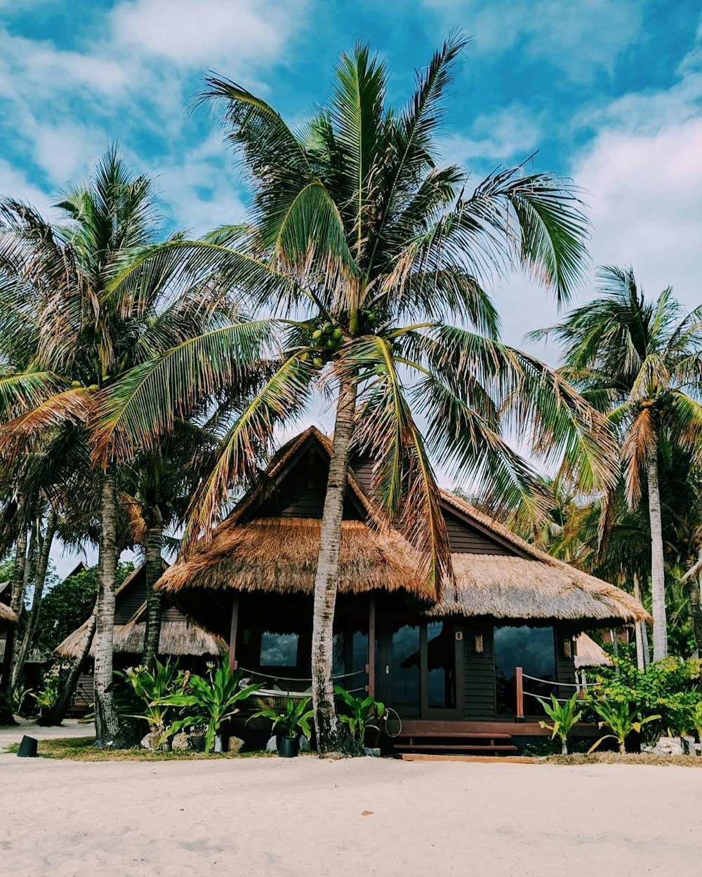 brown wooden house surrounded by palm trees