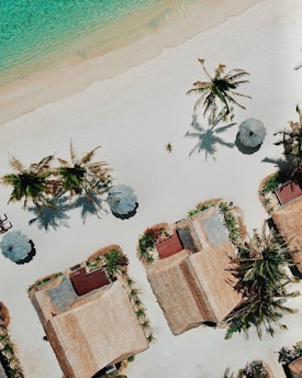 aerial view of palm trees near body of water during daytime