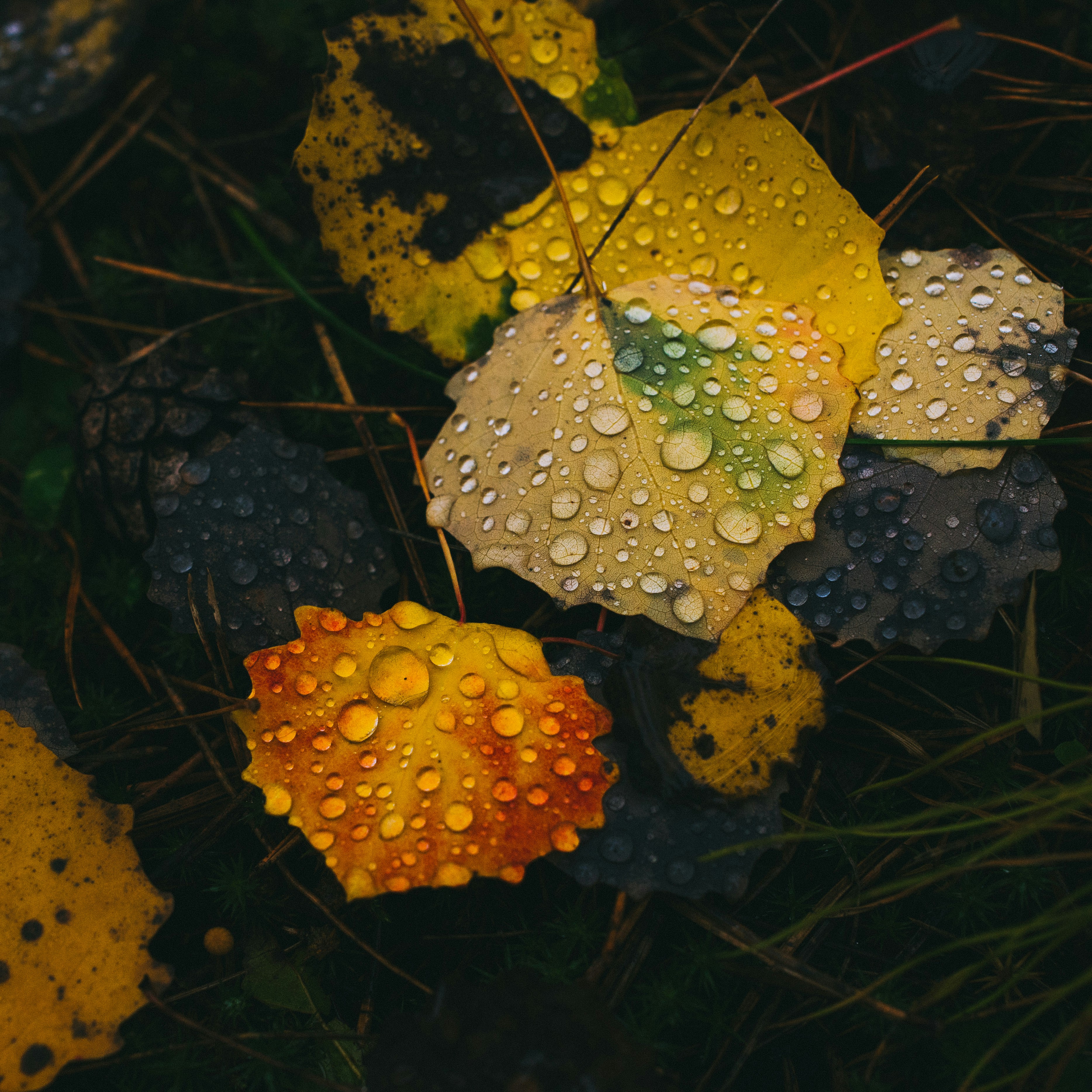 Wet yellow and orange autumn leaves lie on dark forest ground.