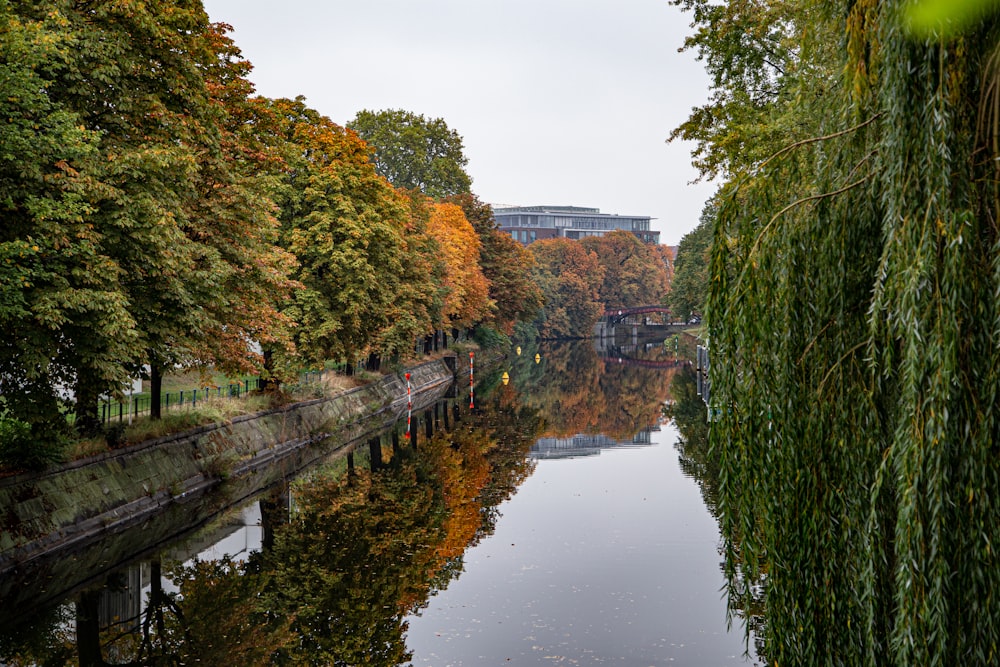 green trees beside river during daytime