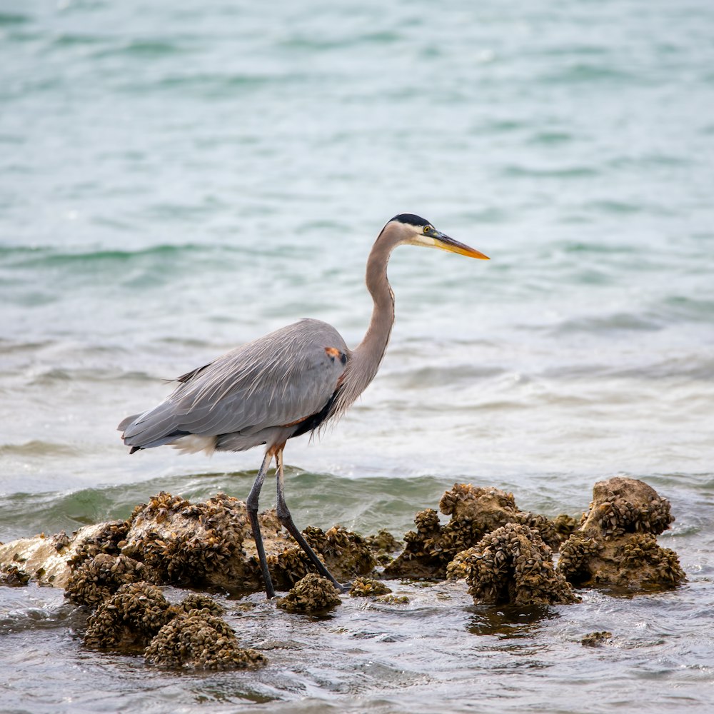 grey heron on rock near sea during daytime