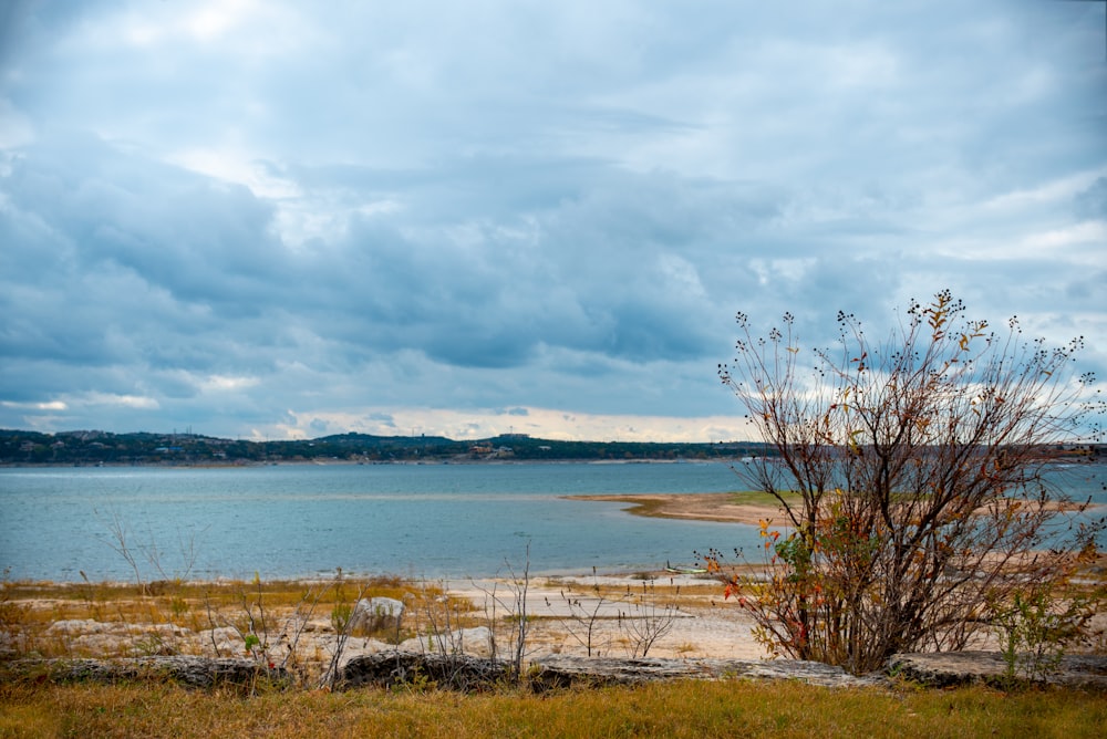 green grass near body of water under white clouds during daytime