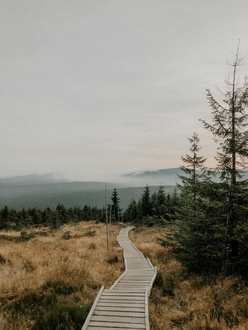 brown wooden pathway between green trees during daytime