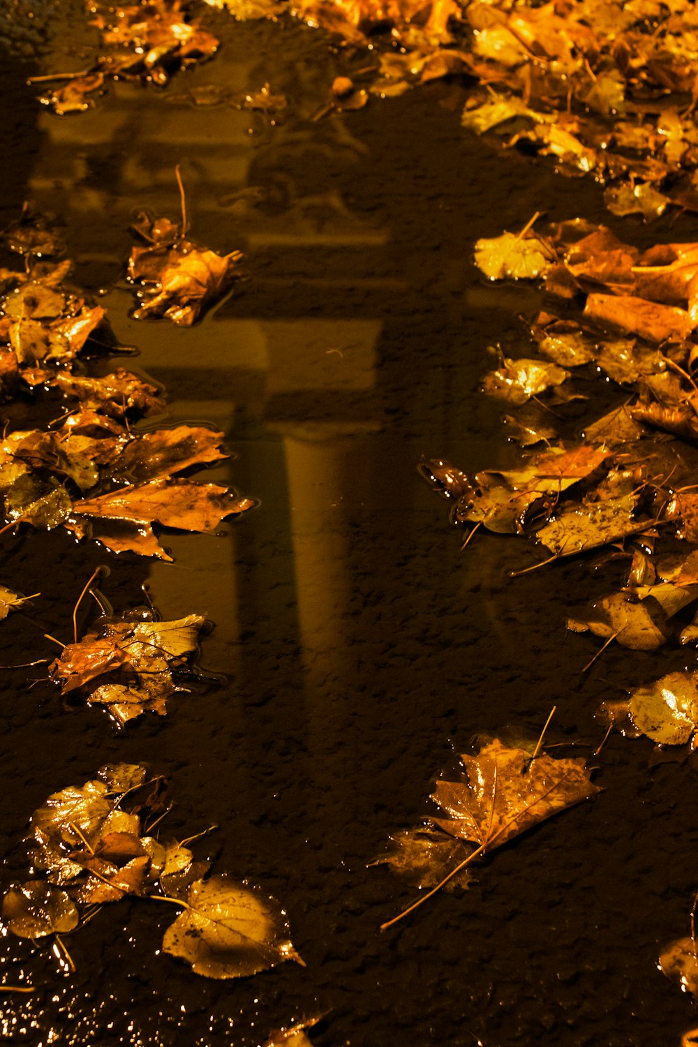 yellow maple leaves on brown concrete floor