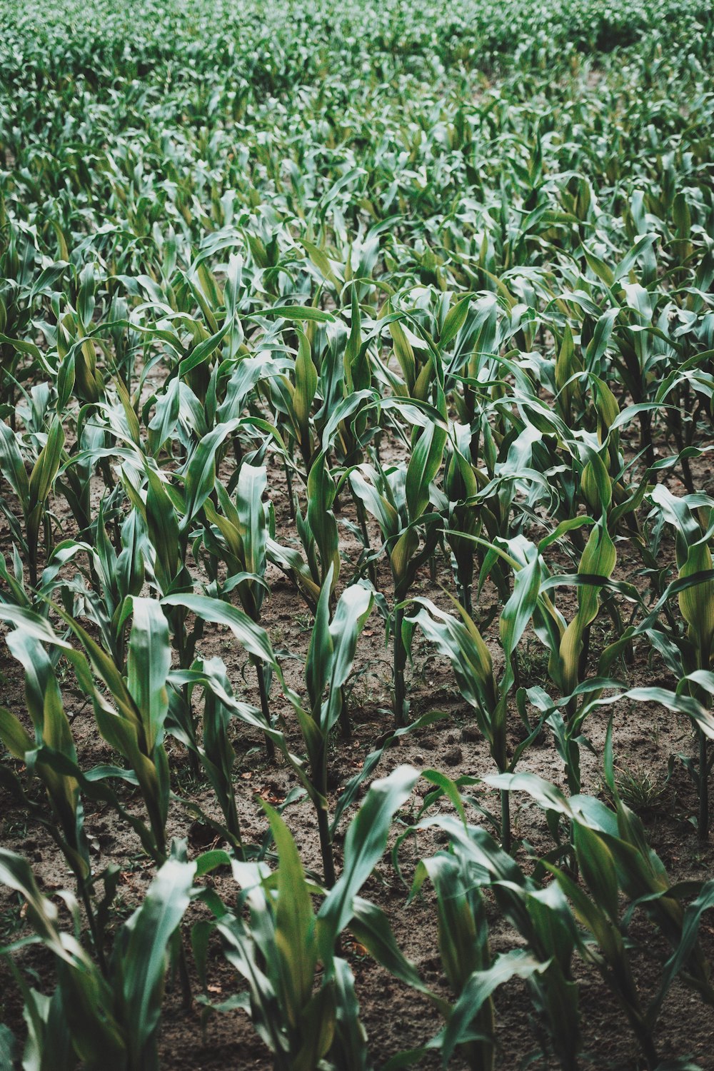 green corn field during daytime