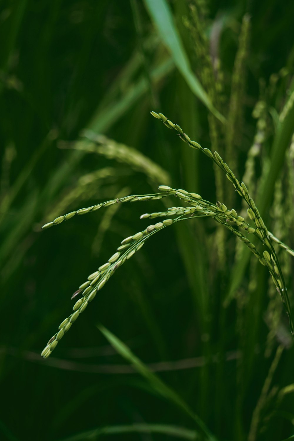 green wheat in close up photography