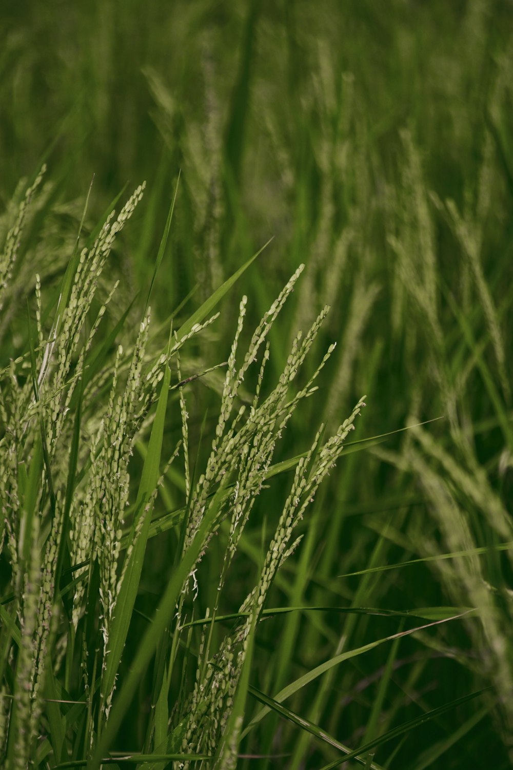 green wheat field during daytime