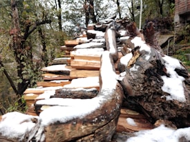 A stack of firewood covered with patches of snow is set in an outdoor forested area. The logs are cut and neatly arranged, with a mix of smooth, pale wood and rough, dark bark. Surrounding trees display leaves in shades of green and brown, suggesting a late autumn or early winter setting. The environment has a natural, rustic feel.
