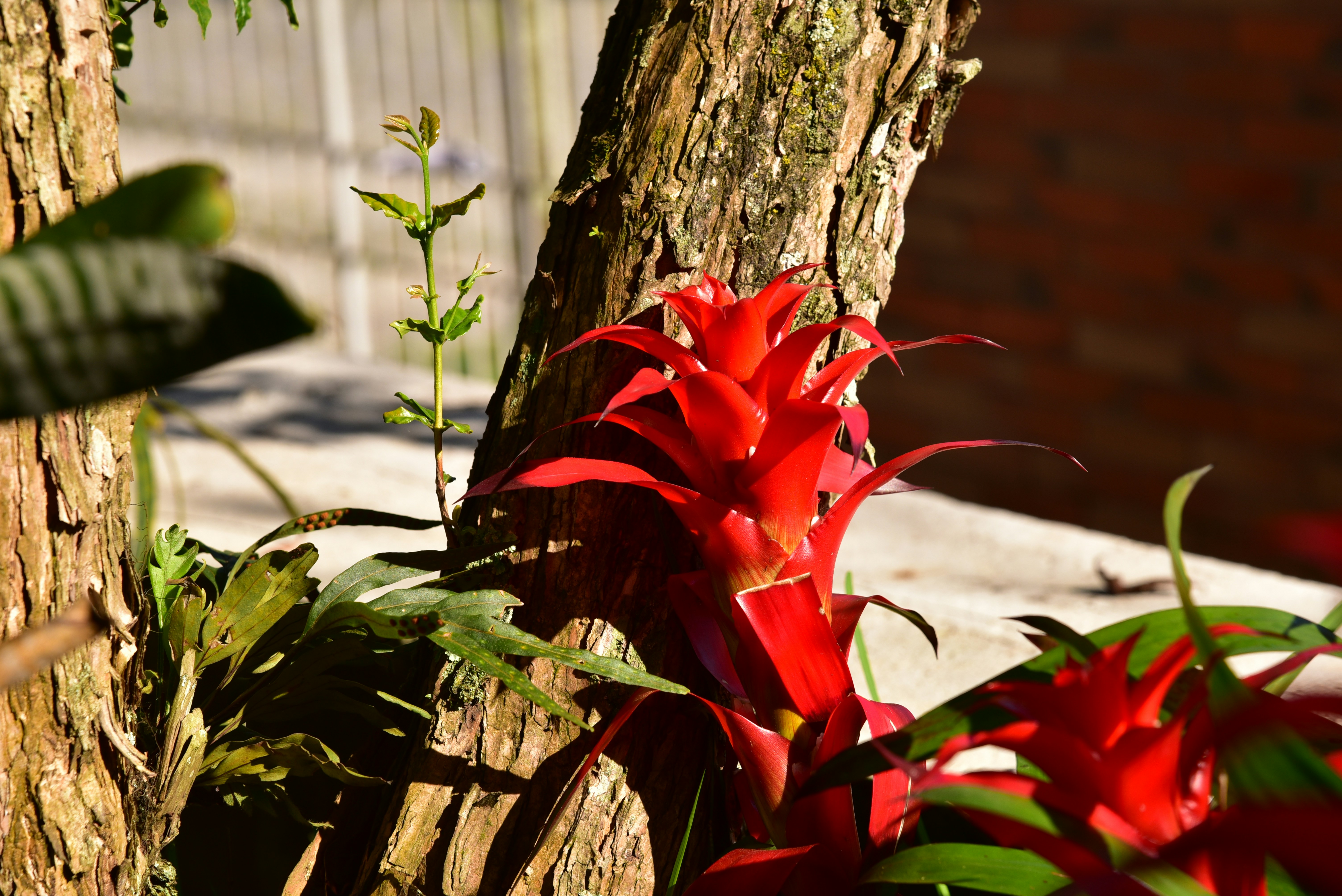 Red and yellow flower beside brown tree trunk photo – Free Tropical garden  Image on Unsplash, image size:3000x2003