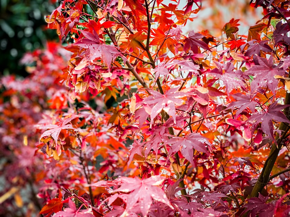 pink and white maple leaves