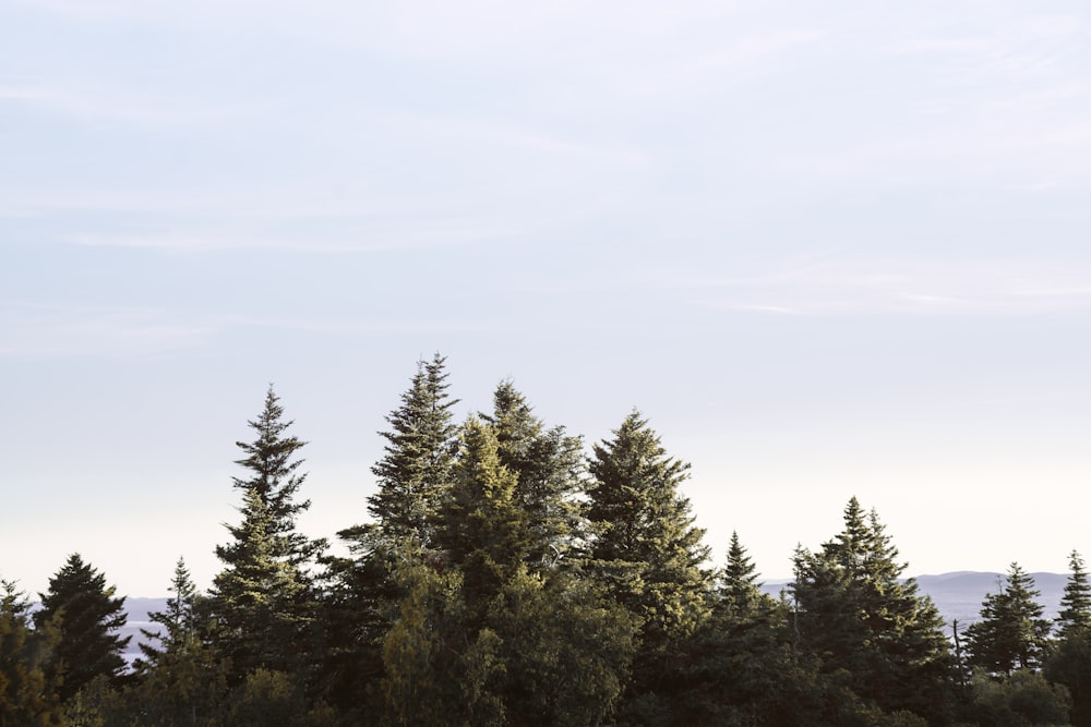 green trees under white sky during daytime