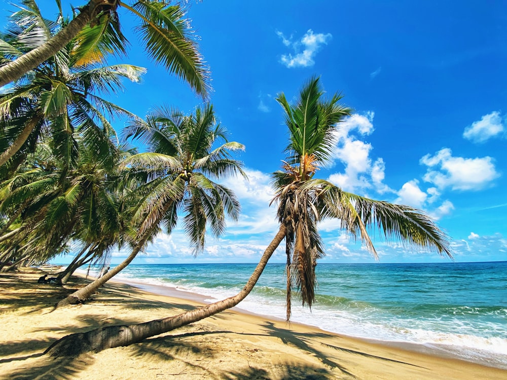 palm tree on beach shore during daytime