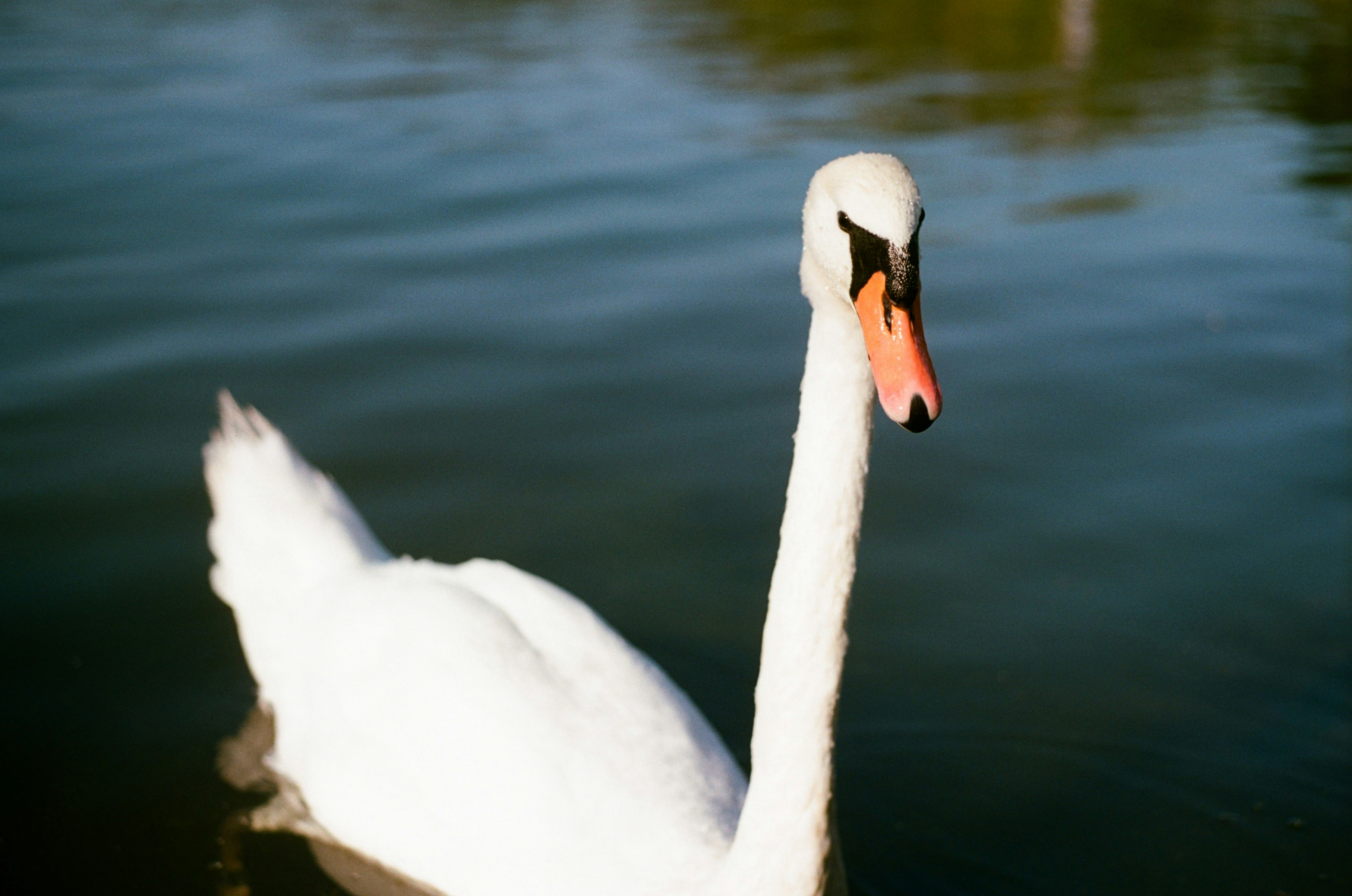 Photo by mevrouwhatseflats